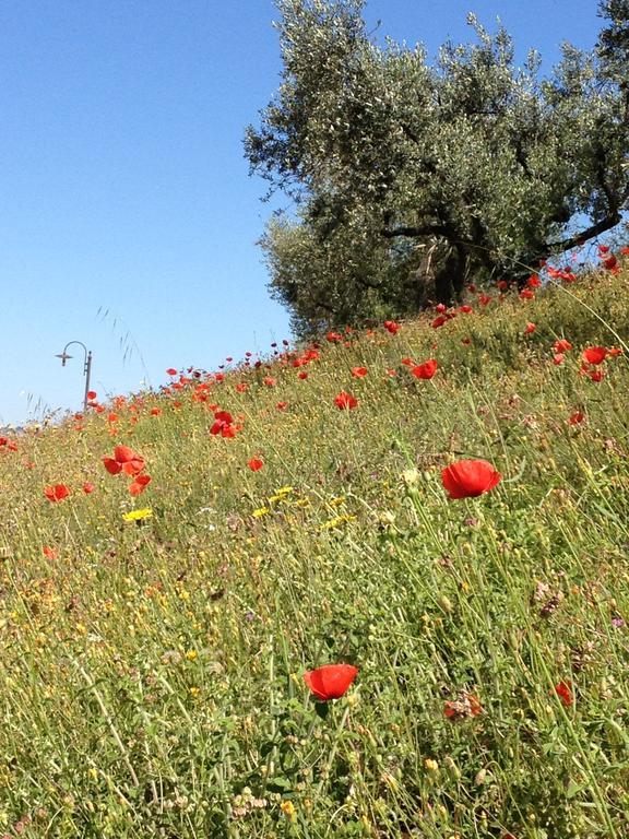 Гостевой дом Il Poggio Delle Ginestre Торджано Экстерьер фото
